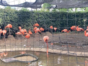 恩賜上野動物園に投稿された画像（2024/7/13）