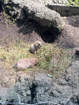 恩賜上野動物園に投稿された画像（2024/7/13）