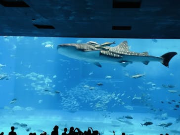 沖縄美ら海水族館に投稿された画像（2024/7/13）