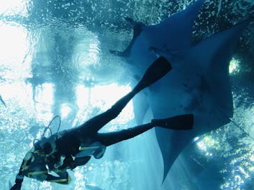 沖縄美ら海水族館に投稿された画像（2024/7/13）