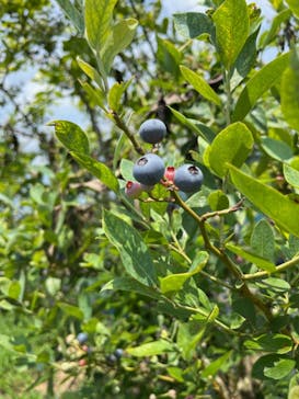 つくばブルーベリーゆうふぁーむに投稿された画像（2024/7/13）