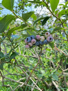 つくばブルーベリーゆうふぁーむに投稿された画像（2024/7/13）