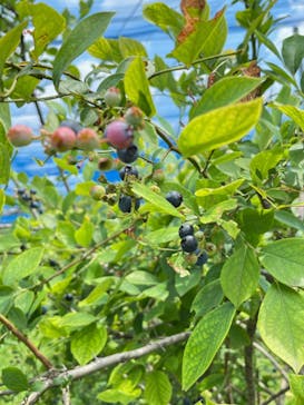 つくばブルーベリーゆうふぁーむに投稿された画像（2024/7/13）