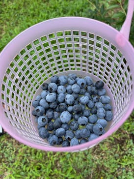 つくばブルーベリーゆうふぁーむに投稿された画像（2024/7/13）