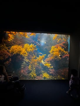 新江ノ島水族館に投稿された画像（2024/7/14）