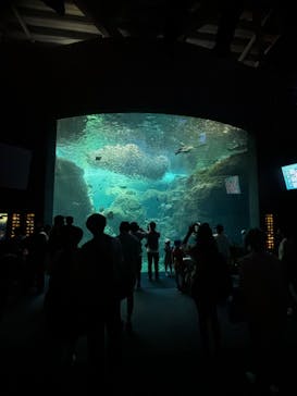 新江ノ島水族館に投稿された画像（2024/7/14）
