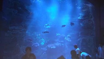 京都水族館に投稿された画像（2024/7/14）