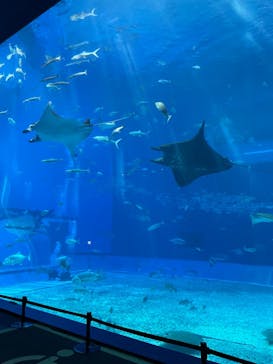 沖縄美ら海水族館に投稿された画像（2024/7/14）