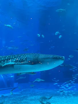 沖縄美ら海水族館に投稿された画像（2024/7/14）