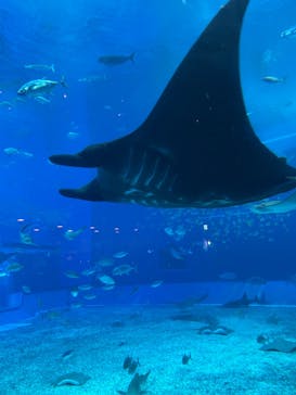沖縄美ら海水族館に投稿された画像（2024/7/14）