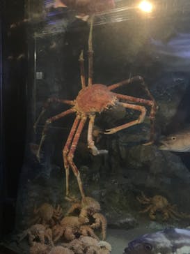 竹島水族館に投稿された画像（2024/7/14）