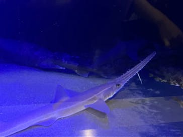 竹島水族館に投稿された画像（2024/7/14）