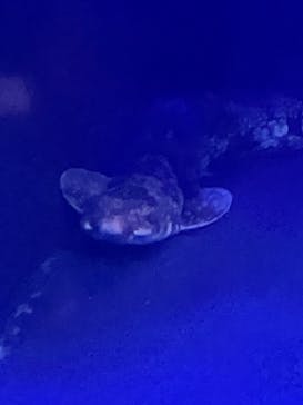 竹島水族館に投稿された画像（2024/7/14）