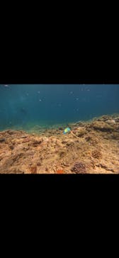 武藤潜水に投稿された画像（2024/7/14）