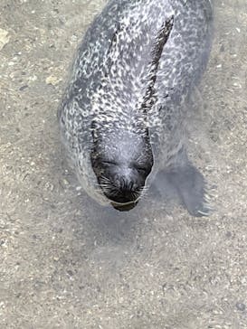 伊豆・三津シーパラダイスに投稿された画像（2024/7/14）