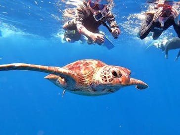 SHISHI石垣島（シシイシガキジマ）に投稿された画像（2024/7/14）