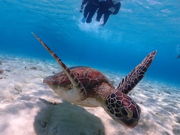 SHISHI石垣島（シシイシガキジマ）に投稿された画像（2024/7/14）