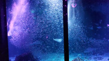 マリンワールド海の中道に投稿された画像（2024/7/14）