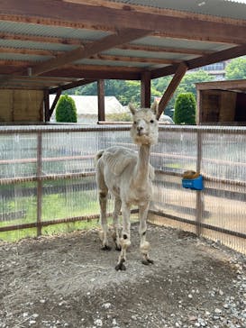 那須高原りんどう湖ファミリー牧場に投稿された画像（2024/7/14）