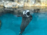 大分マリーンパレス水族館 「うみたまご」に投稿された画像（2024/7/14）