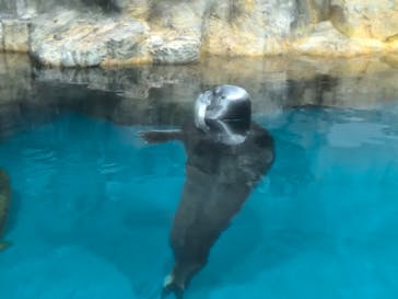 大分マリーンパレス水族館 「うみたまご」に投稿された画像（2024/7/14）