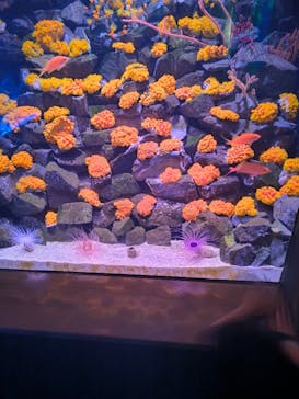 大分マリーンパレス水族館 「うみたまご」に投稿された画像（2024/7/14）