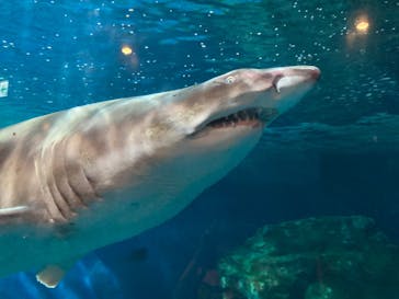 しながわ水族館に投稿された画像（2024/7/14）