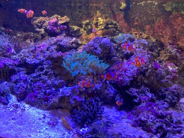 しながわ水族館に投稿された画像（2024/7/14）