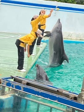 しながわ水族館に投稿された画像（2024/7/14）