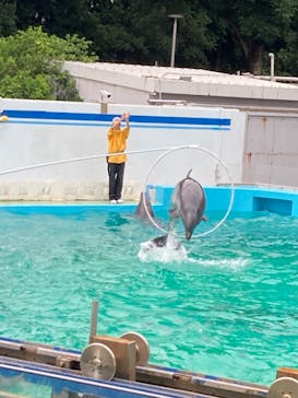 しながわ水族館に投稿された画像（2024/7/14）