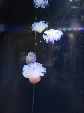 アクアワールド茨城県大洗水族館に投稿された画像（2024/7/14）