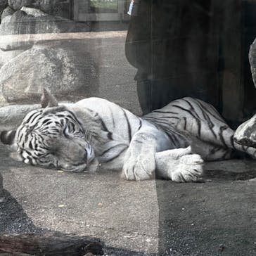 東武動物公園に投稿された画像（2024/7/14）