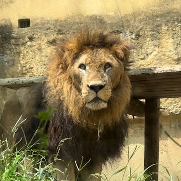 東武動物公園に投稿された画像（2024/7/14）