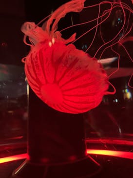 マクセル アクアパーク品川に投稿された画像（2024/7/14）