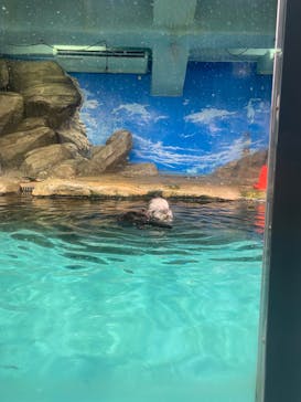 マリンワールド海の中道に投稿された画像（2024/7/14）