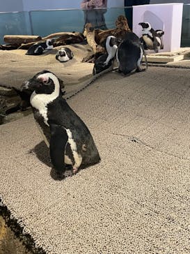 NIFREL（ニフレル）に投稿された画像（2024/7/14）