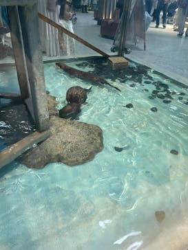 NIFREL（ニフレル）に投稿された画像（2024/7/14）