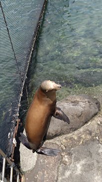 伊豆・三津シーパラダイスに投稿された画像（2024/7/14）