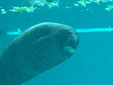 沖縄美ら海水族館に投稿された画像（2024/7/14）