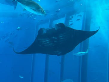 沖縄美ら海水族館に投稿された画像（2024/7/14）