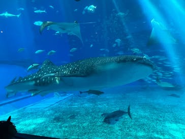 沖縄美ら海水族館に投稿された画像（2024/7/14）