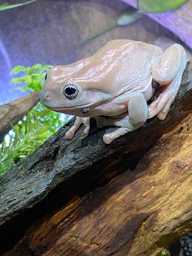 NARA IKIMONO MUSEUMに投稿された画像（2024/7/14）