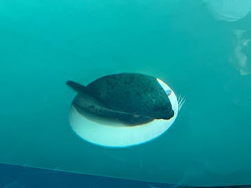 しながわ水族館に投稿された画像（2024/7/14）