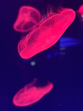 名古屋港水族館に投稿された画像（2024/7/14）