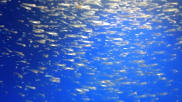 新江ノ島水族館に投稿された画像（2024/7/14）