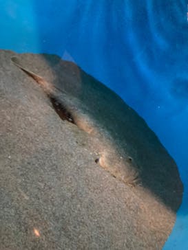 葛西臨海水族園に投稿された画像（2024/7/14）