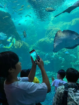 新江ノ島水族館に投稿された画像（2024/7/14）