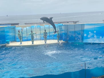 新江ノ島水族館に投稿された画像（2024/7/14）