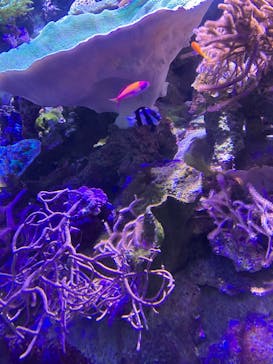 名古屋港水族館に投稿された画像（2024/7/14）