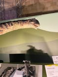 巨大恐竜展2024に投稿された画像（2024/7/14）